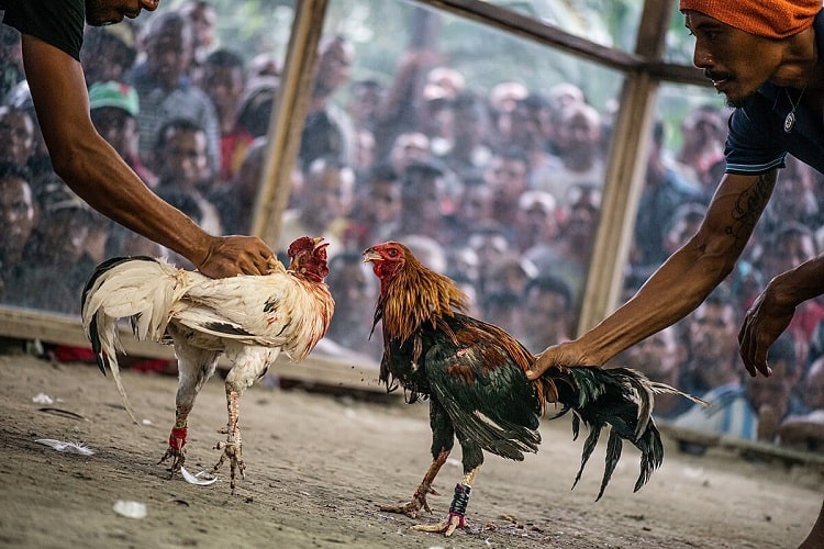 “Biết người biết ta trăm trận trăm thắng” là bí quyết hay khi chơi đá gà Mỹ