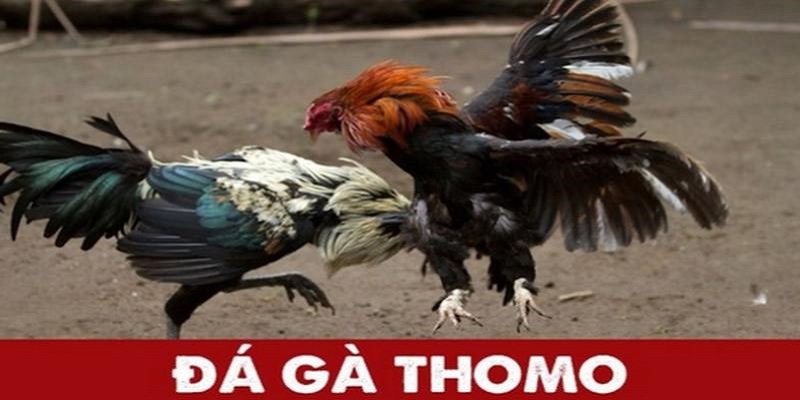 Thông tin về sảnh đá gà Thomo tại nhà cái Xin88