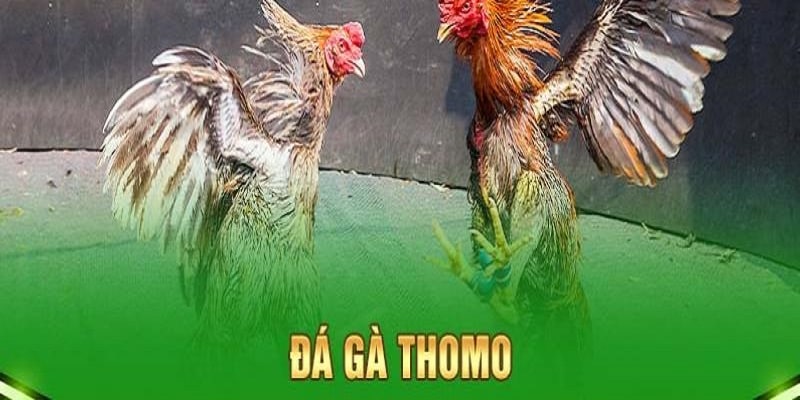 Đá gà Thomo Xin88